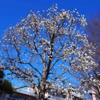 こぶしの花が満開です