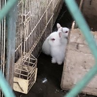 ウサギの赤ちゃんがいました。