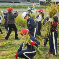 3年生　稲刈り