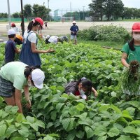 500本雑草を抜こう！